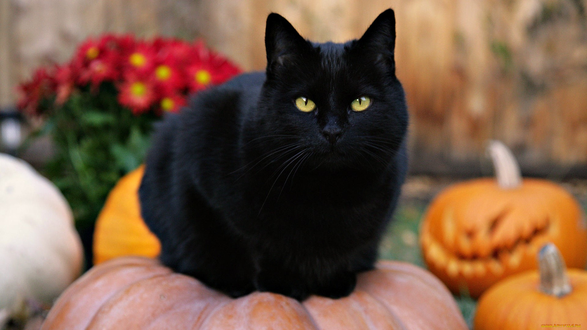 животные, коты, кот, черный, тыквы, цветы, хеллоуин.